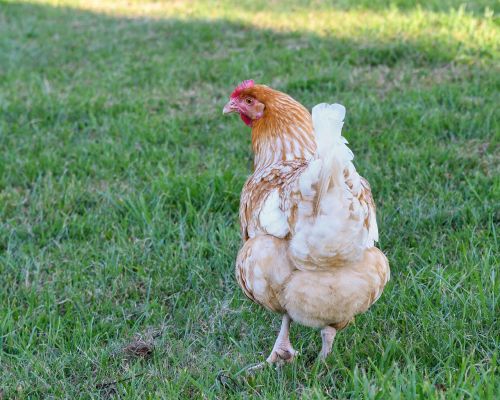 hen grass walk