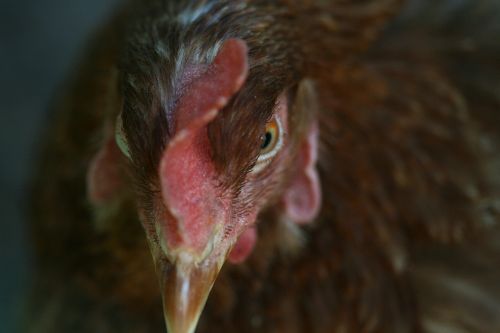 hen animal portrait of animal