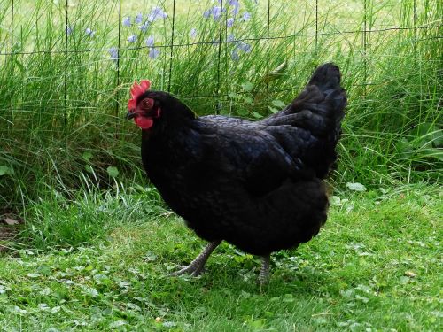 hen black grass