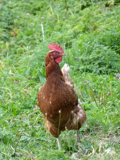 hen freedom field