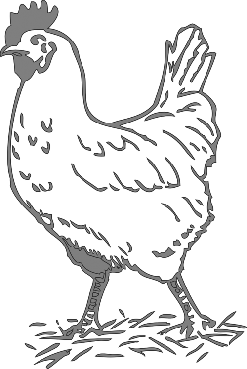 hen chicken fowl
