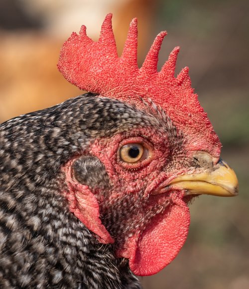 hen  portrait  close-up