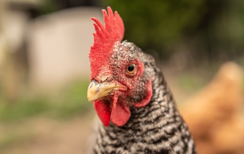 hen  portrait  close-up