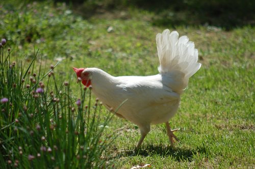 hen  poultry  free-range