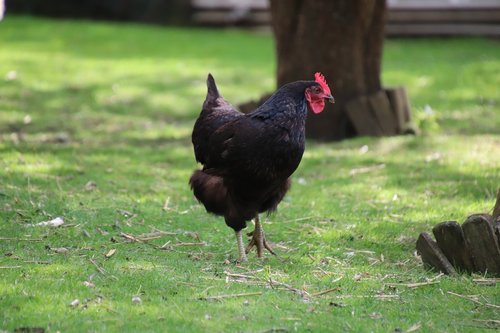 hen  gallinacées  poultry