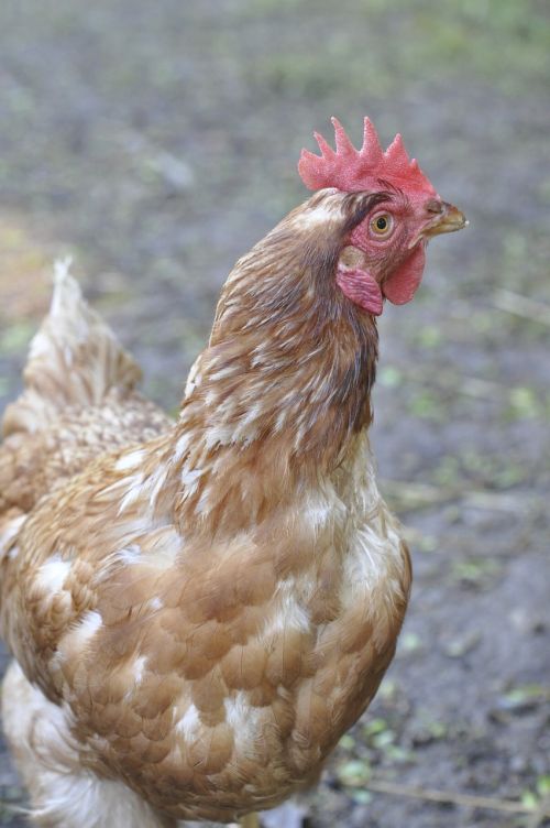 hen portrait of animals domestic birds