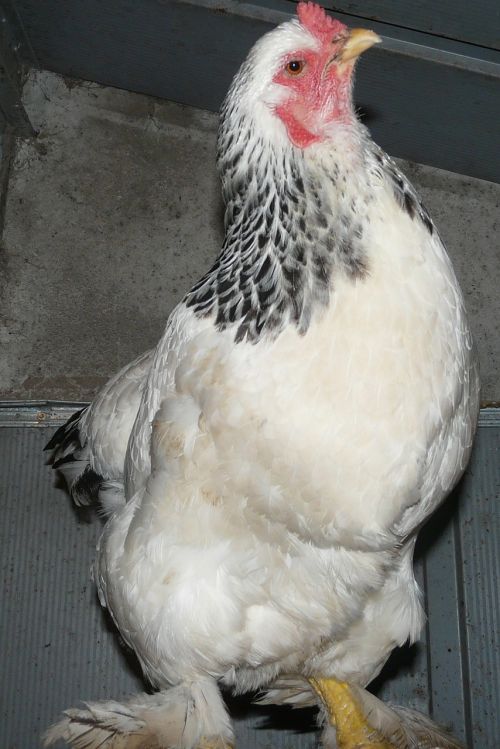 hen chicken farm