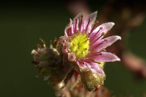 hen and chicks bloom plant