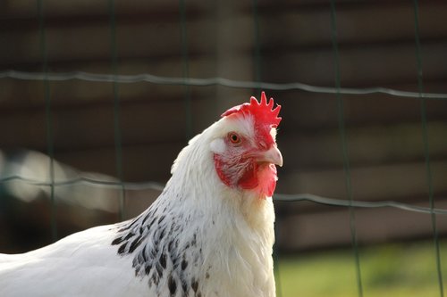 hen sussex  white  hen