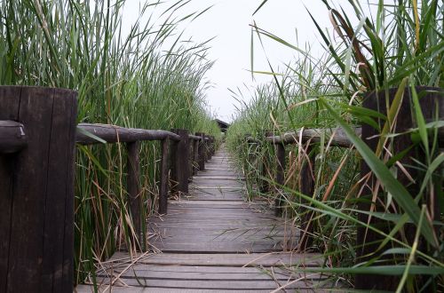 henan chen bridge wetlands