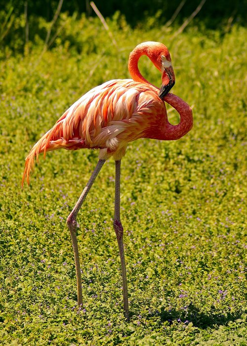 henry vilas zoo flamingo  flamingo  bird