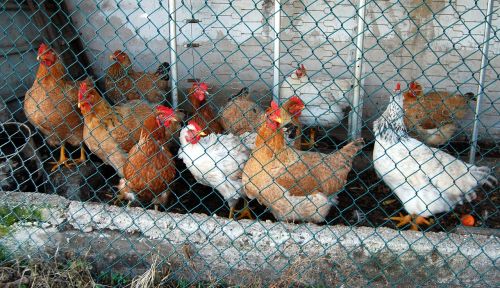 hens cage animals