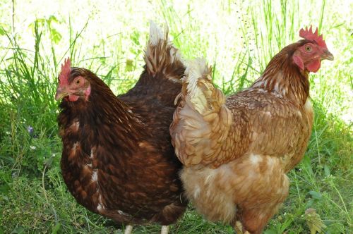 hens domestic birds laying hens