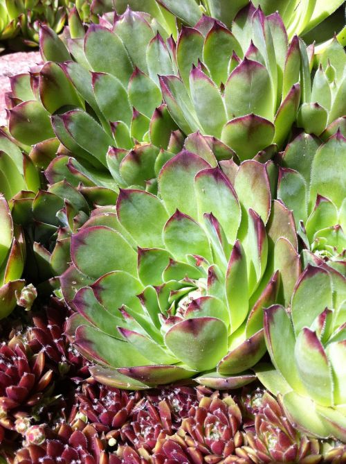hens and chicks succulent nature