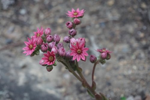 hens and chicks  garden  green