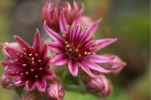 hens and chicks blossom plant