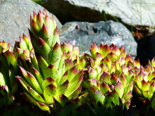 hens and chicks succulent plant nature
