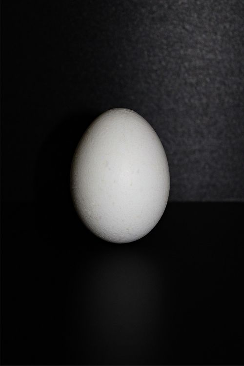 hen's egg egg food