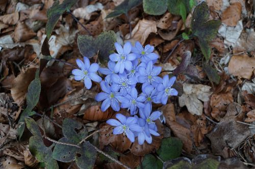 hepatica forest wild flower