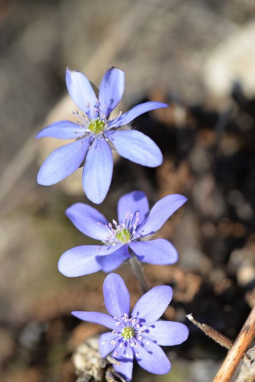 hepatica blossom bloom