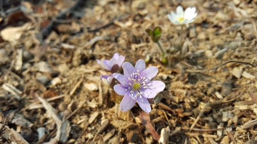 hepatica purple flowers