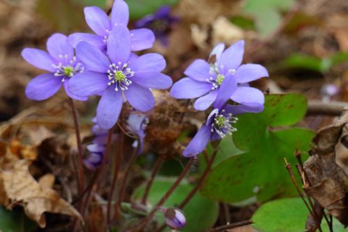 hepatica spring spring plant