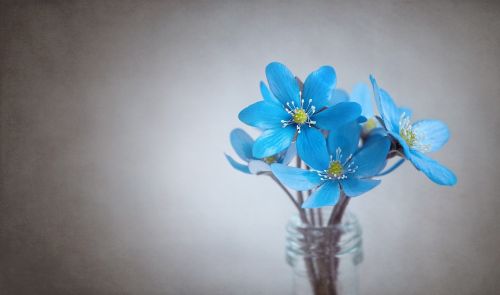 hepatica blue flower