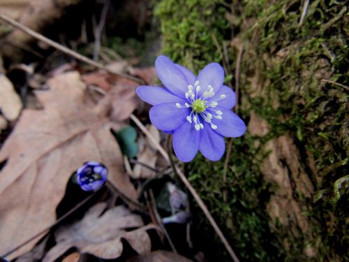 hepatica march flower spring