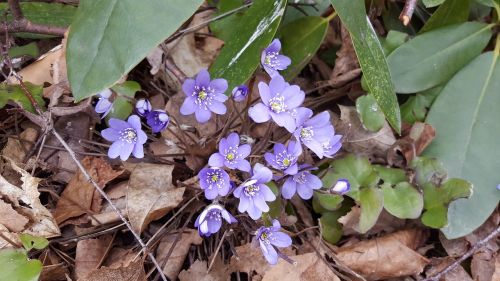 hepatica spring pennywort