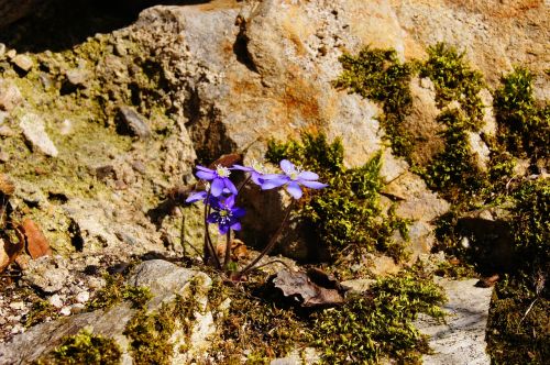 hepatica spring purple