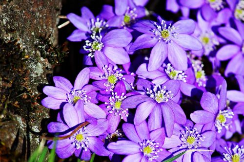 hepatica purple spring