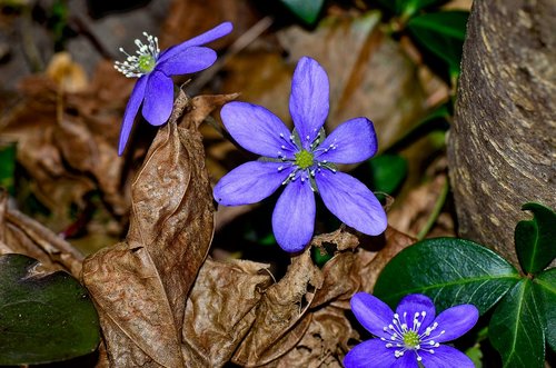 hepatica  blue  flower