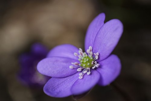 hepatica  close up  spring