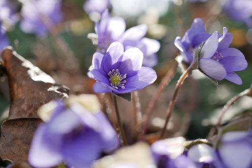 hepatica  purple  flower