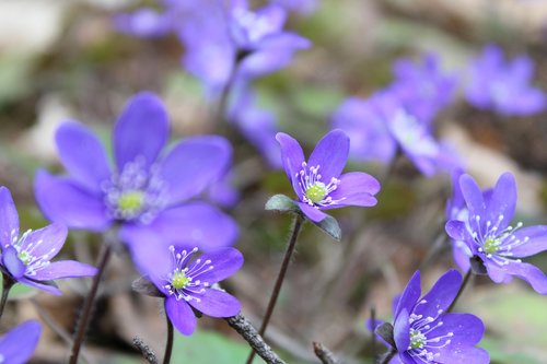 hepatica  flowers  spring