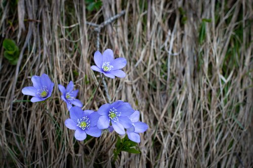 hepatica  blue  flowers