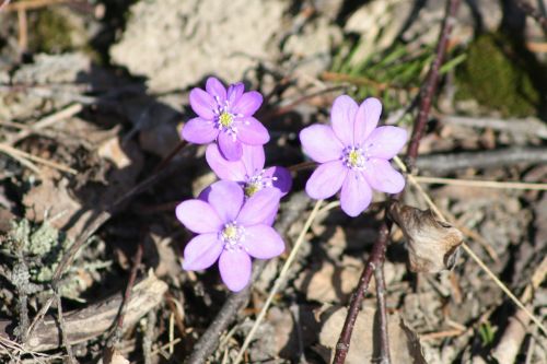 hepatica plant flower