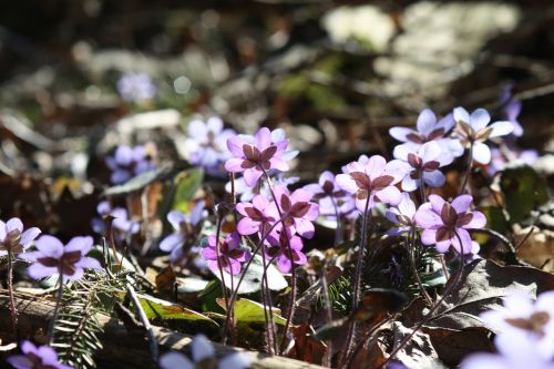 hepatica plant flower