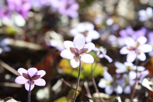 hepatica plant flower