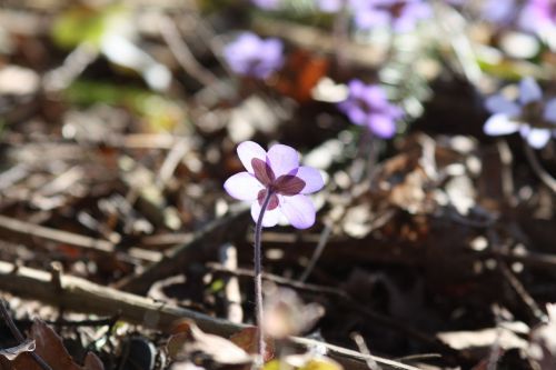 hepatica plant flower