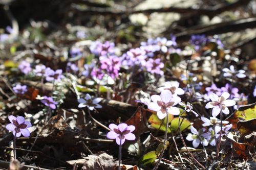 hepatica plant flower