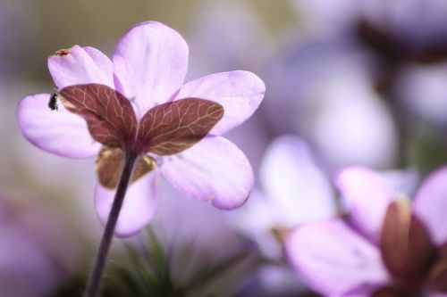 hepatica plant flower