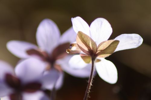 hepatica plant flower