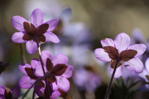 hepatica plant flower