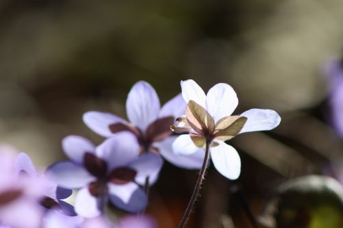 hepatica plant flower