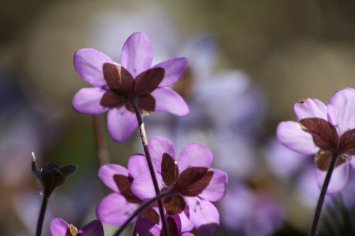 hepatica plant flower