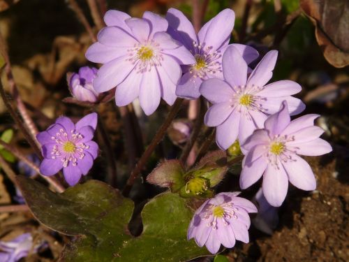 hepatica anemone flower