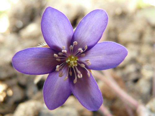 hepatica anemone flower