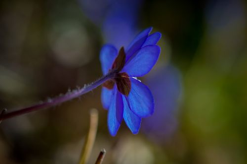 hepatica spring flower