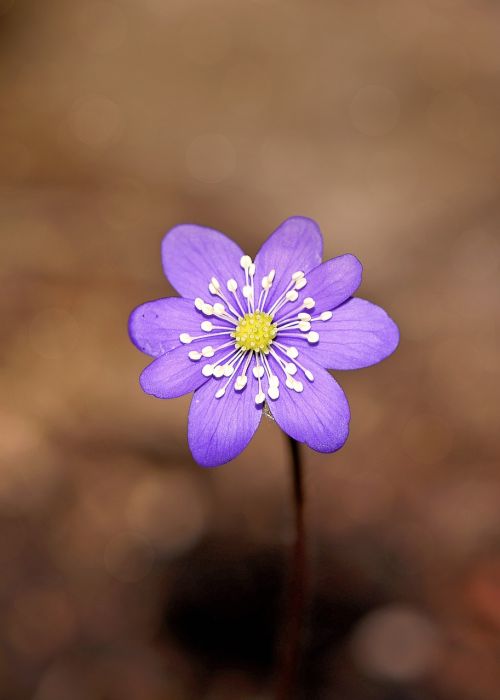 hepatica flower blossom